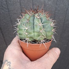 Melocactus seabrasensis HU-214
