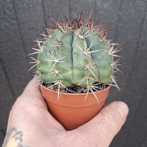 Melocactus seabrasensis 214 - melocactus,