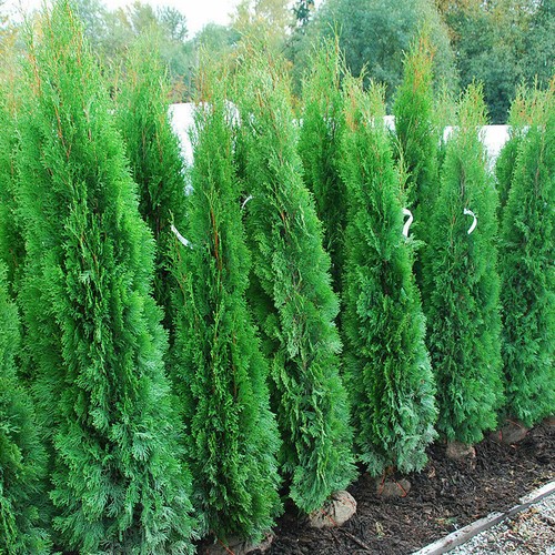 Tuia smeraldo thuja - tuia, "thuja