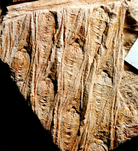 Rarissima pianta fossile