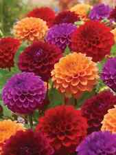 Sale1846 Dahlia Pinnata Mix