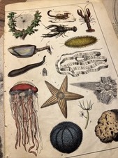 Biologia Medusa antica