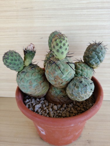Tephrocactus geometricus pot - tephrocactus,