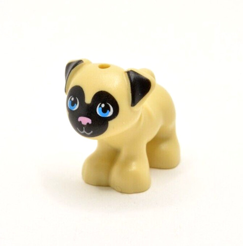 Pug dog puppy toffee - pug, puppy,