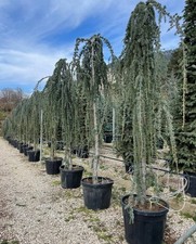 Cedro dell'Atlante piangente
