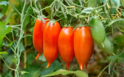 Pomodoro semideterminato - pomodoro,