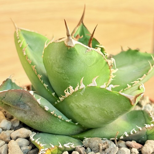 Agave titanota pot - titanota,
