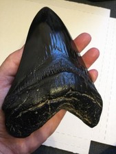 Massiccio dente megalodonte - dente, di