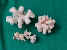 CORALLO MADREPORA  bianco e crema set di 3 pezzi  Maldive