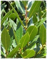 Pianta alloro laurus - pianta, di