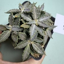 Vendita rara pianta succulenta