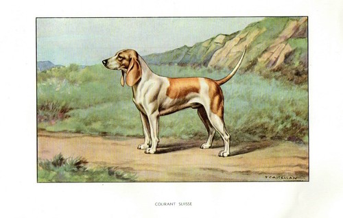 Primi del 900 cane segugio - del,