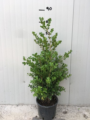 Bosso boxus buxus - boxus, sempervirens