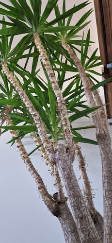 Pianta appartamento - pianta,