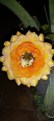 Trichocereus-Echinopsis-lobivi