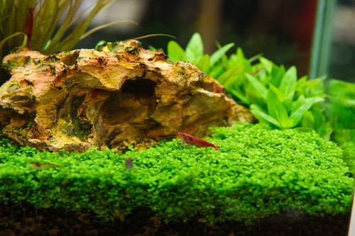 Semi pratino prato acquario - semi,