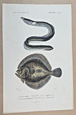 Gravure colorée Poissons 