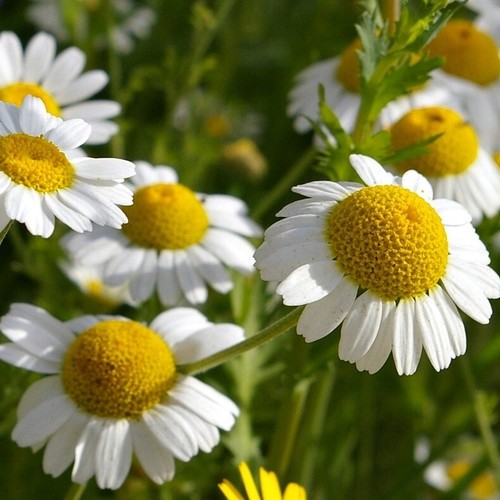 Vera camomilla matricaria - camomilla,