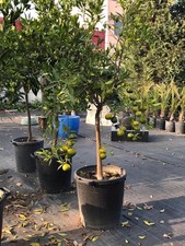 Pianta di Agrumi di Sicilia 12