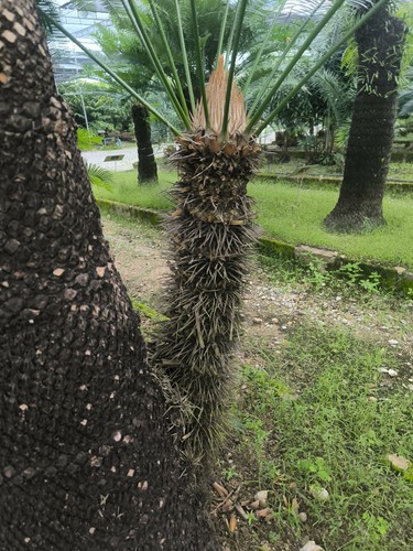 Cycas xipholepis semi - cycas, 4