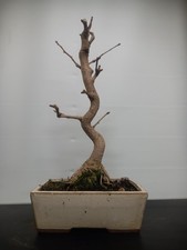 Bonsai anni ginkgo - bonsai,