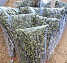 Origano calabrese selvatico - origano,