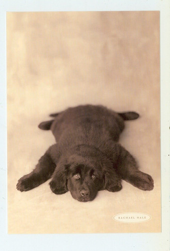 Cane oscar cucciolo nero - nero, di