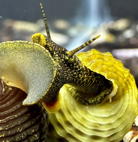 Himalayan rabbit snails - himalayan,