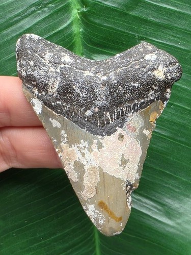 Dente grigio del megalodonte - grigio,
