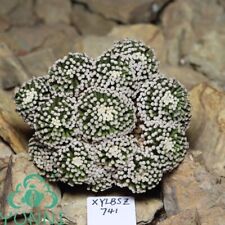 7cm Rare Caci Live Mammillaria