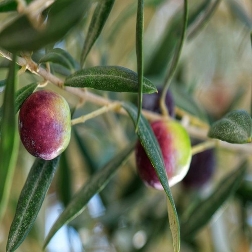 Pianta ulivo frantoio in - di,