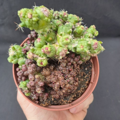 Mammillaria ernestii - , f