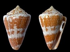 Conidae, Conus dominicanus