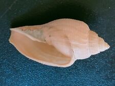 Conchiglia Shell Voluta Athleta CAPENSISVOLUTA  LUTOSA Major mm 82,9  Sud Africa