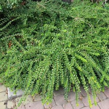 La Lonicera pileata 1L -