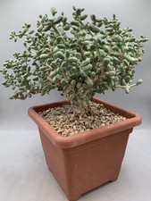 Ceraria (Portulacaria) PygmaeaPot 18 CmSucculenta Foglie Verdi Piccole Rami Rara