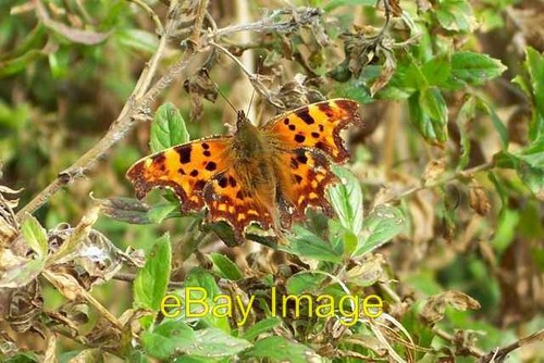 Photo 6x4 comma - photo,