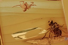 Mosca e Ragno Fly & Spider