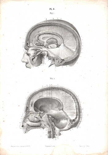 Stampa antica anatomia testa - antica,