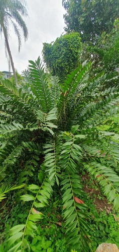 Encephalartos ferox
