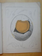 1873-UOVO DI STRUZZO-PAOLO PANCERI-ORNITOLOGIA-ZOOLOGIA