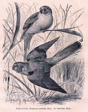 Schönsittich, Neophema