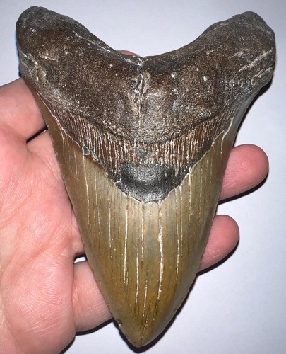 Enorme dente squalo fossile - dente,