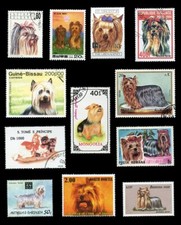 YORKSHIRE TERRIER YORKIE TOY