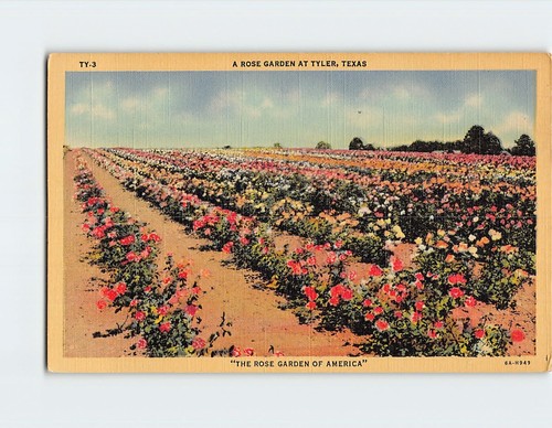 Cartolina giardino rose - giardino,