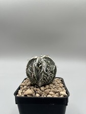 Astrophytum Ornatum Fukuryu Su
