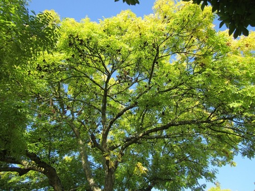 Frassino maggiore fraxinus - frassino, "fraxinus