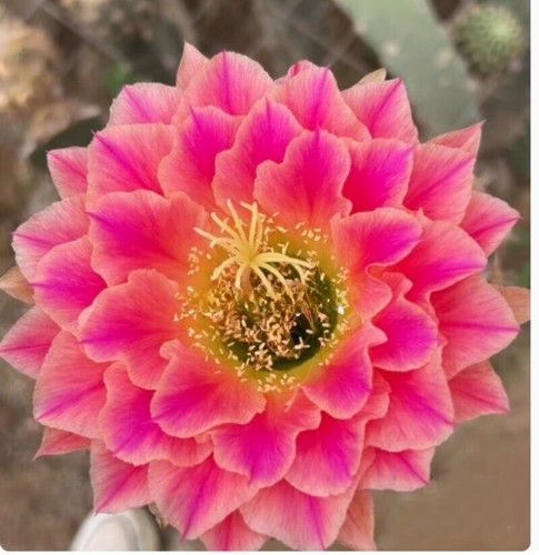 Pianta succulenta cactus 5 - pianta, di
