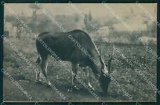 Roma Città Giardino Zoologico Antilope Alcina cartolina MX2118