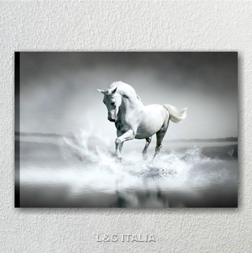 Cavallo bianco quadro su - bianco,